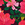 Azalea