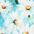 Blossom